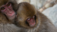 makak animal-3892140 1280